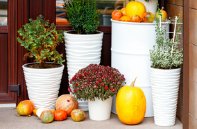 Fall design trends - pumpkins in pots